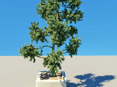Potted Arbor With Green Foliage In Square Planter Against Blue Sky 3d model