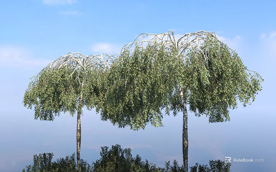 Tall Weeping Willow Trees With Lush Green Drooping Branches Under Blue Sky 3d model 