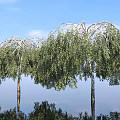 Trees Plants Forest Greening Street Trees Landscape Trees Park Forest Simulation Plant Decorations Game Scene Props 3d model