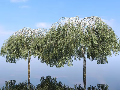 Tall Weeping Willow Trees With Lush Green Drooping Branches Under Blue Sky 3d model