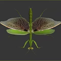 Detailed Green Mantis With Transparent Patterned Wings And Slender Body On Dark Background