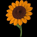 Vibrant Sunflower Plant With Orange Petals Dark Brown Center And Green Stem