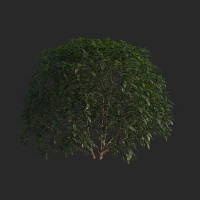 Modern abortion Dangui four seasons laurel laurel wood rhinoceros 3d model