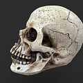 Detailed Human Skull Anatomical Model With Realistic Texture On Dark Background