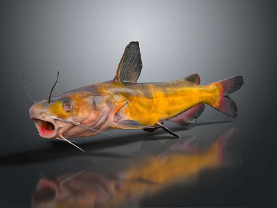 Vibrant Yellow Orange Catfish With Black Fins Tail Open Mouth And Whiskers On Gray Background 3d model