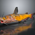 Vibrant Yellow Orange Catfish With Black Fins Tail Open Mouth And Whiskers On Gray Background