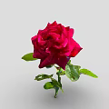 Stunning Red Rose Flower With Fresh Green Leaves And Stem On Gray Background