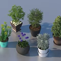 Various Bonsai Potted Plants With Green Foliage Yellow Flowers And Colorful Ceramic Pots