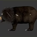 Fluffy Cartoon Bear With Dark Fur Light Nose And Open Mouth On Dark Background