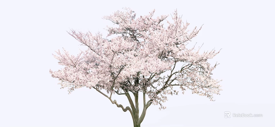 Beautiful Blooming Tree With Pink Blossoms Curved Trunk Against Light Background 3d model 