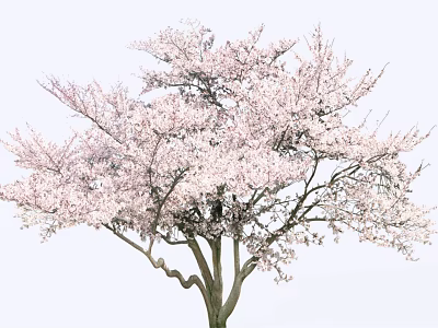 Beautiful Blooming Tree With Pink Blossoms Curved Trunk Against Light Background 3d model