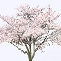 Beautiful Blooming Tree With Pink Blossoms Curved Trunk Against Light Background