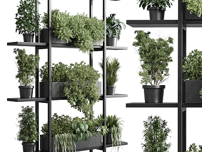 Bonsai Potted Plants Displayed On Black Multi Tiered Shelves For Indoor Decor 3d model