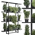 Bonsai Potted Plants Displayed On Black Multi Tiered Shelves For Indoor Decor
