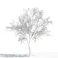 Tall Bare Tree with White Trunk Standing Against Blue Sky and Clouds