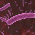 3D Rendered Microscopic View Of Purple Bacteria Microorganisms On Red Background