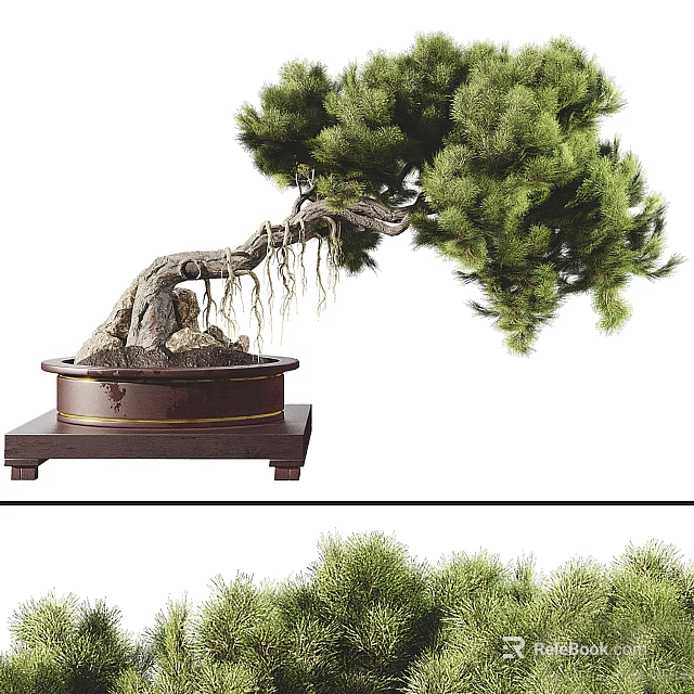 Bonsai Pine Tree With Curved Trunk Exposed Roots And Wooden Stand 3d model 