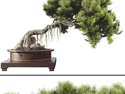 Bonsai Pine Tree With Curved Trunk Exposed Roots And Wooden Stand 3d model