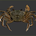 Brownish Crab With Orange Claws On Smooth Black Surface And Reflection