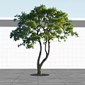 Lush Green Arbor With Curved Trunk Branches Shadow On White Wall And Gray Ground