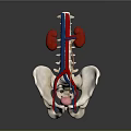 Detailed Human Abdominal Organs Anatomy Showing Kidneys Spine And Blood Vessels