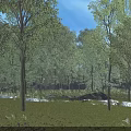 Bright Natural Forest Scenery With Lush Green Trees And Sunlit Lawn Under Clear Blue Sky