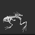 Detailed Aquatic Animal Frog Skeleton Anatomical Structure On Black Background
