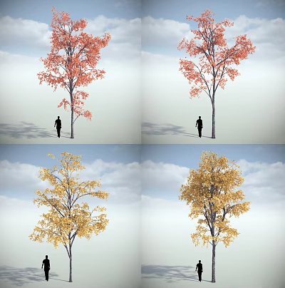 Tall Deciduous Arbor With Red Yellow Leaves And Person Silhouette Under Cloudy Sky 3d model