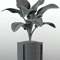 Indoor Potted Plants With Large Green Leaves Red Spikes And White Black Gray Decorative Pots