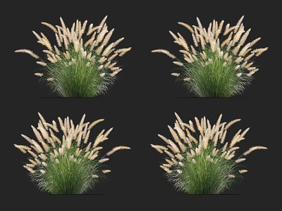 Potted Grass Plants With White Flower Spikes And Lush Green Leaves 3d model