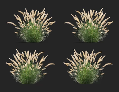 Potted Grass Plants With White Flower Spikes And Lush Green Leaves 3d model