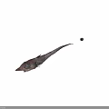 Fresh Long Bodied Fish With Pointed Nose As Seafood Cooking Ingredient