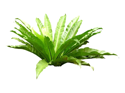 Vibrant Green Tropical Plant With Large Radiant Leaves And Lush Foliage 3d model