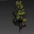 Single Tall Tree With Green Leaves And Brown Trunk Against Dark Background
