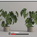 Monstera Potted Plants With Lush Green Leaves In Gray Concrete Pots On White Background