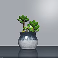 Succulent Bonsai Plant in Blue White Gradient Ceramic Pot on Gray Table with Wall Background