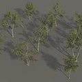 Row of Arbor Trees with Green Leaves and White Trunks in Landscape