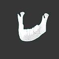 Human Mandible Anatomical Structure With Detailed Teeth And Bone Features 3d model