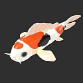 Colorful Koi Fish With Red White Black Patterns And Elegant Fins Swimming