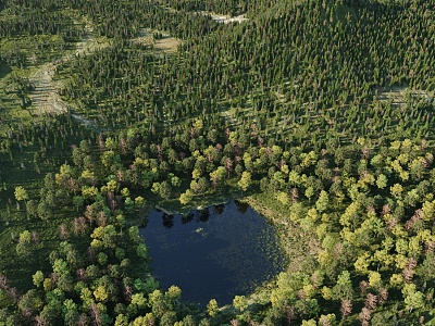 Modern forest plants model