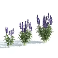 Vibrant Purple Lavender Plants Three Clusters Blooming Against Light Blue Background