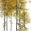 Multiple Arbor Trees With Yellow Green Leaves And Person For Scale Reference