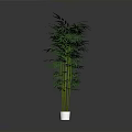 Tall Green Bamboo Plant With Lush Leaves In White Pot For Indoor Decoration