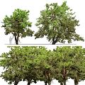 The Modern Tree 3d model