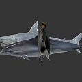 Modern Shark Cartoon Shark 3d model