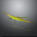 Green Grasshopper With Slender Body Long Antennae And Hind Legs On Dark Background With Reflection