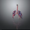 3D Anatomical Model Of Lungs Organ With Trachea And Hair Like Blood Vessels
