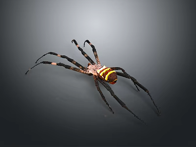 Detailed View Of Large Spider With Yellow Black Striped Body And Long Legs 3d model