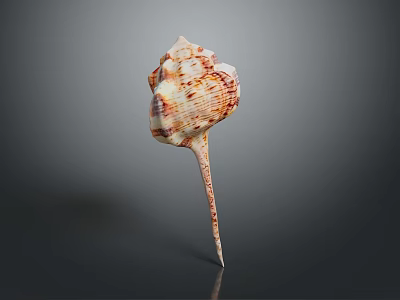 Conch Shell With Red And White Patterns And Long Pointed Tail Isolated On Dark Background 3d model