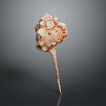 Conch Shell With Red And White Patterns And Long Pointed Tail Isolated On Dark Background